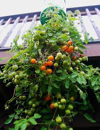 topsy turvy tomato hanger