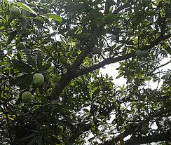 mango tree