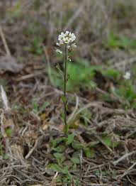 draba