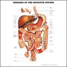 picture of the digestive system