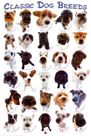 dog breeds pictures