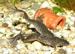 dwarf frogs