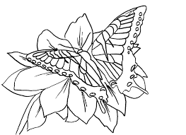 monarch butterfly coloring page