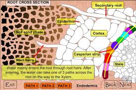 plant root