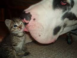 little cat