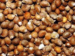 perilla seeds