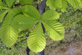 aesculus hippocastanum horse chestnut