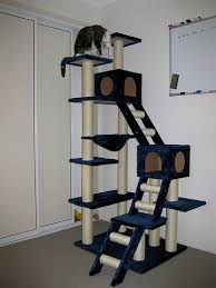 cat gym
