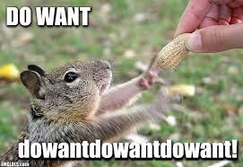 squirell