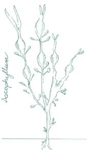 rockweed seaweed