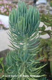 senecio