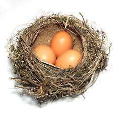 bird nest