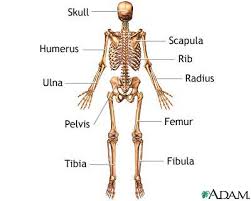 skeleton images