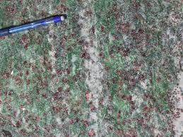 eclogite