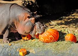 The Los Angeles Zoos