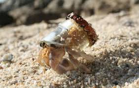 hermit crab diet