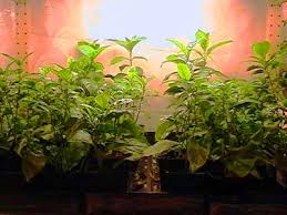 lights for plants