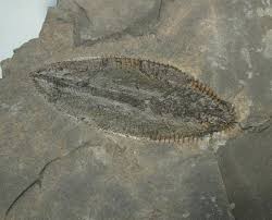 utah fossils