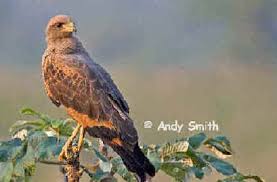 brazil bird