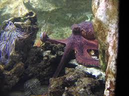 aquarium octopus