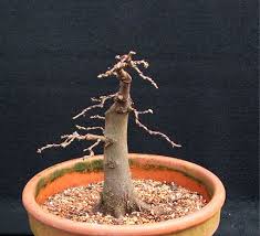 bonsai technique