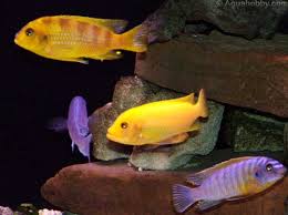 tropical fish cichlids