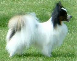 pappilion