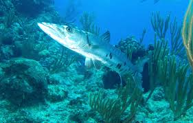 barracuda 2