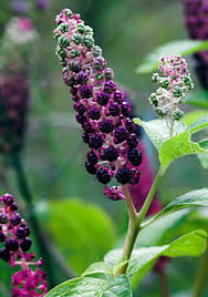 phytolacca