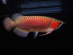 super red