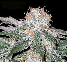 cannabis white widow