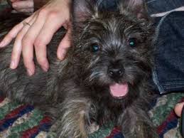 black cairn terrier