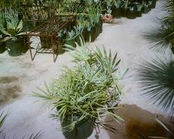 silver saw palmetto