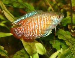 corydoras nain