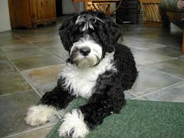 portuguese dog