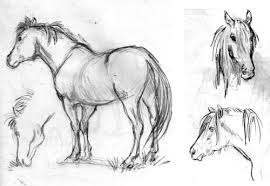 sketching animals