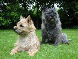 black cairn terrier