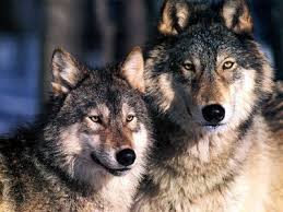обои волки
