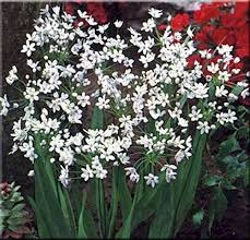 allium neapolitanum