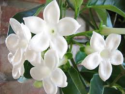 wedding flower names