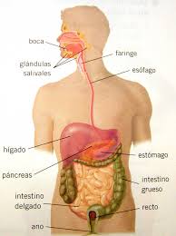 dibujo del aparato respiratorio