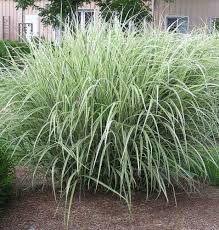 miscanthus grass