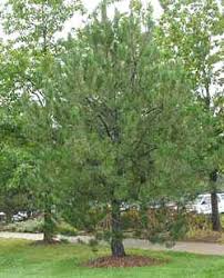 austrian pine