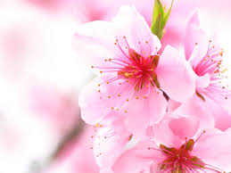 cherry blossom flowers