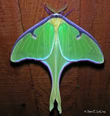 species of moths