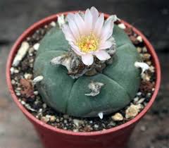 grow peyote