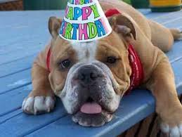 dog bday party