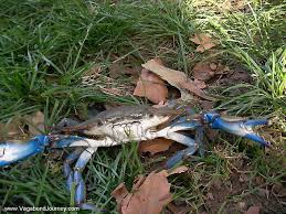 new york pet
