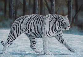 large tiger pictures