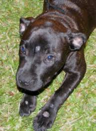canine ringworm